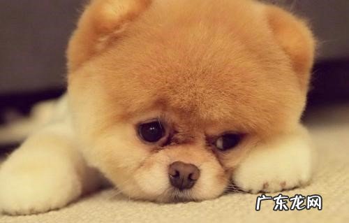 小狗眼睛浅绿色分必物应该怎么办