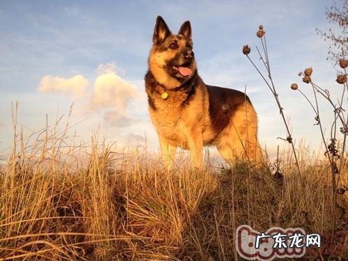 冬天怎样预防狗狗皮肤病