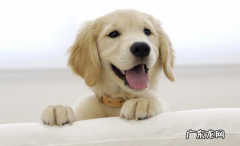 给小狗狗换犬粮是不是会拉肚子