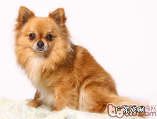 什么食物会危害小狗胃肠身心健康