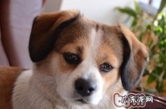 危害狗狗健康的六大报警