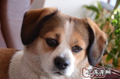 危害狗狗健康的六大报警