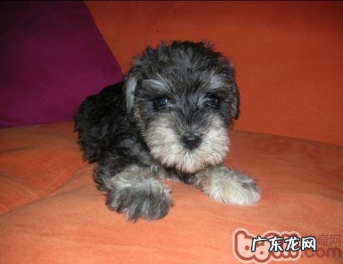 雪纳瑞钙的缺失有什么症状主要表现