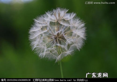 用一个词或一句话赞美蒲公英 【抖音文案】蒲公英的赞美词