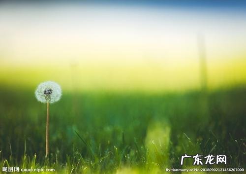 用一个词或一句话赞美蒲公英 【抖音文案】蒲公英的赞美词