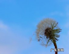 形容蒲公英的词语和句子 【抖音文案】蒲公英形容人生的句子