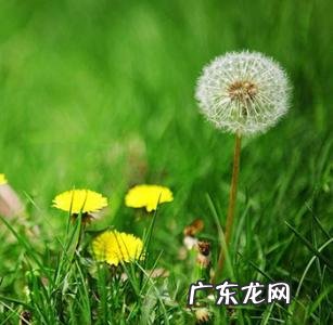 形容蒲公英的词语和句子 【抖音文案】蒲公英形容人生的句子