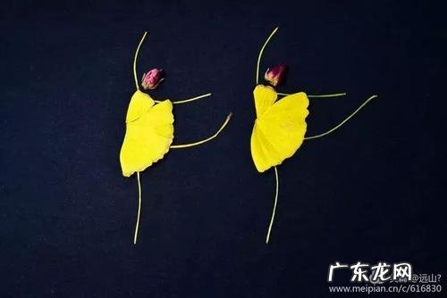 关于银杏叶的唯美短句 【抖音文案】银杏叶的寄语短句