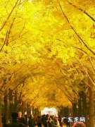 关于银杏叶的唯美短句 【抖音文案】银杏叶的寄语短句