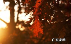 秋天的唯美意境句子 【抖音文案】描写秋天唯美意境的句子