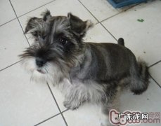 雪纳瑞发高烧该怎样解决