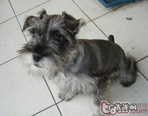 雪纳瑞发高烧该怎样解决