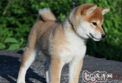 如何为秋田犬除虫