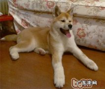 秋田犬易被什么病症困惑