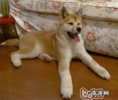秋田犬易被什么病症困惑