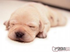 狗狗咳嗽归类及医治标准