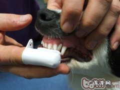 三种小狗易患的牙齿疾病