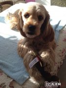 小狗做绝育的最好年纪