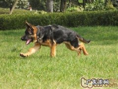 小狗做绝育后会有什么更改