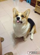 狗狗怀孕后多久能怀