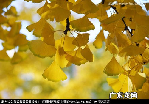 描写秋天银杏树的观察日记 【抖音文案】秋天描写银杏树的好句