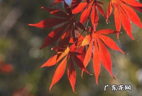 关于描写秋天的优美句子大全 【抖音文案】秋意浓浓的优美句子