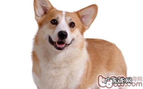 警醒小狗后背疼痛病症