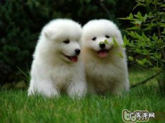 分析公犬男性不育的几大缘故