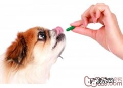 三个方法轻轻松松吃狗粮狗服药