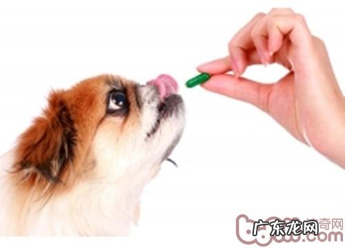 三个方法轻轻松松吃狗粮狗服药