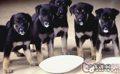 小狗生完孩子钙的缺失的治疗方法与保养