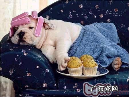 狗狗生病应当吃什么补人体