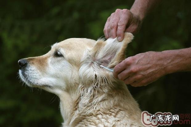 小狗耳朵里面疑难问题分析