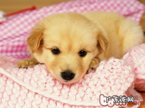 小狗的免疫系统方法有什么