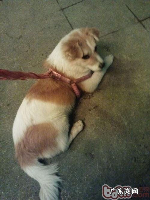 小狗自发巨结肠的病症及医治