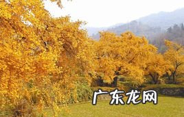 赞美千年银杏树的句子 【抖音文案】形容千年银杏树的经典句子