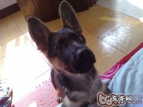 小狗毛滴虫病如何治疗