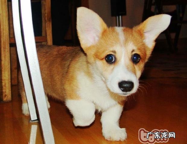 小狗分离焦虑症的处理防范措施