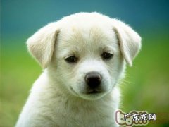 关心伤害狗狗健康的七大凶手