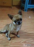 小狗烧伤应该怎么办