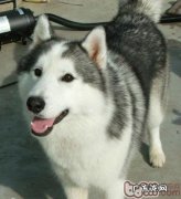 狗狗趾间炎如何治疗