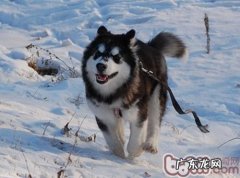 小狗风湿病的病症及治疗方法