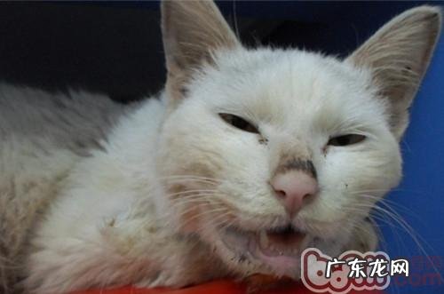 免疫系统—为犬猫身心健康服务保障