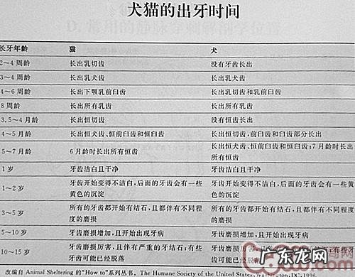 免疫系统—为犬猫身心健康服务保障