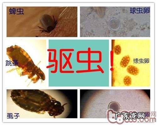 免疫系统—为犬猫身心健康服务保障