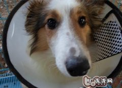 免疫系统—为犬猫身心健康服务保障