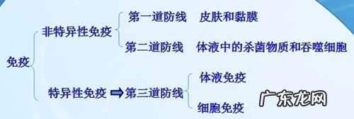 免疫系统—为犬猫身心健康服务保障