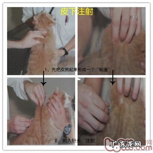 免疫系统—为犬猫身心健康服务保障
