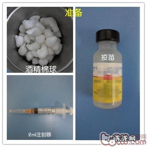 免疫系统—为犬猫身心健康服务保障