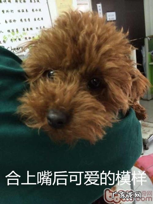 泰迪犬双排牙的伤害